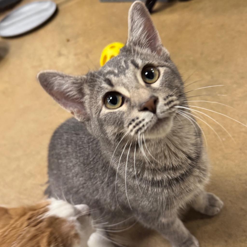 Enlarge Mad Hatter, a Adoptable mixed breed in Olean, NY image 2/5