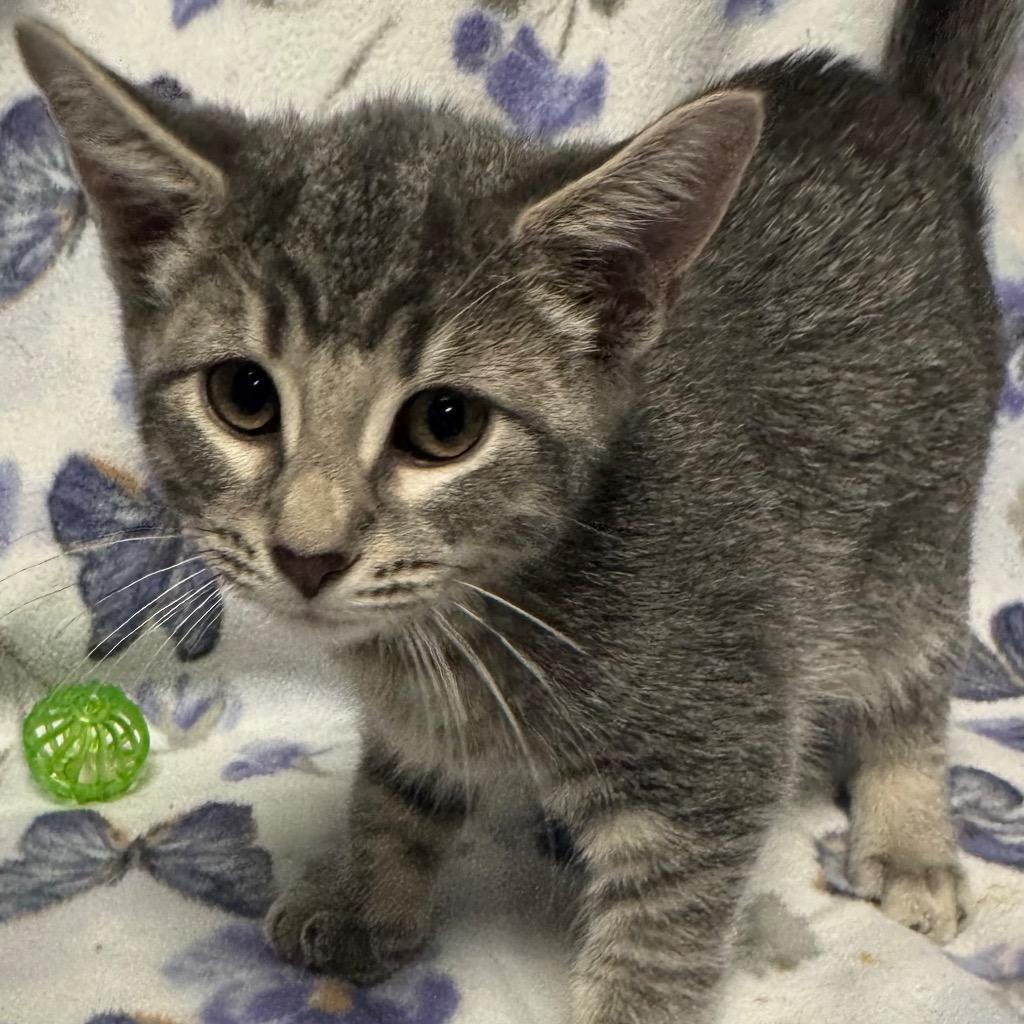 Mad Hatter, a Adoptable mixed breed in Olean, NY image 2/4