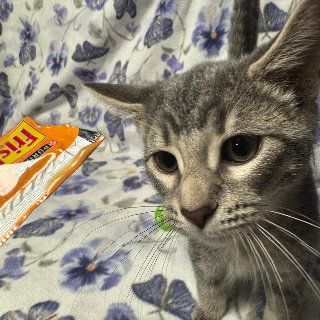Mad Hatter, a Adoptable mixed breed in Olean, NY image 3/4