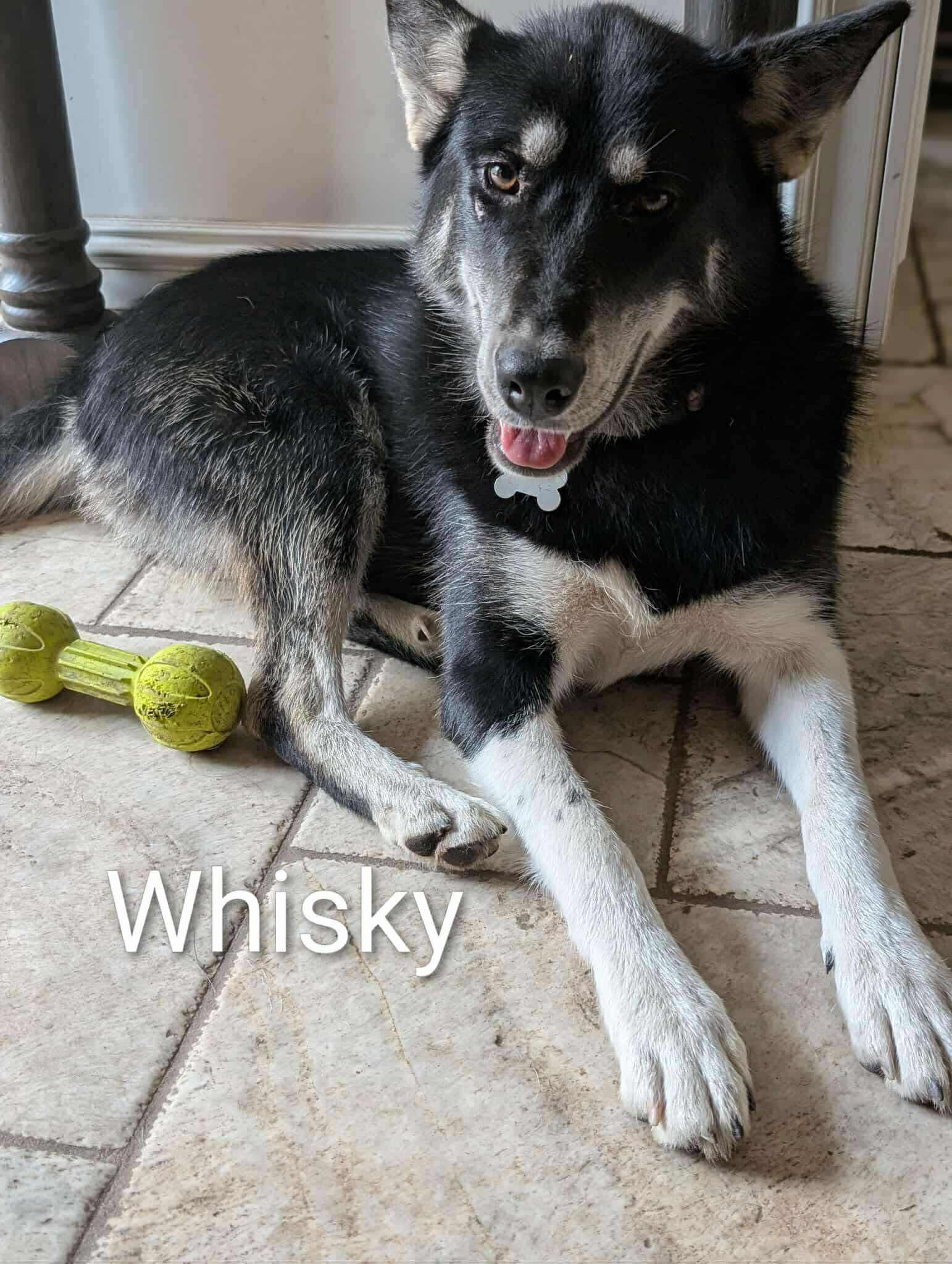 Enlarge Whisky, a Adoptable mixed breed in STE-MARGUERITE-DU-LAC-MASSON, QC image 1/1