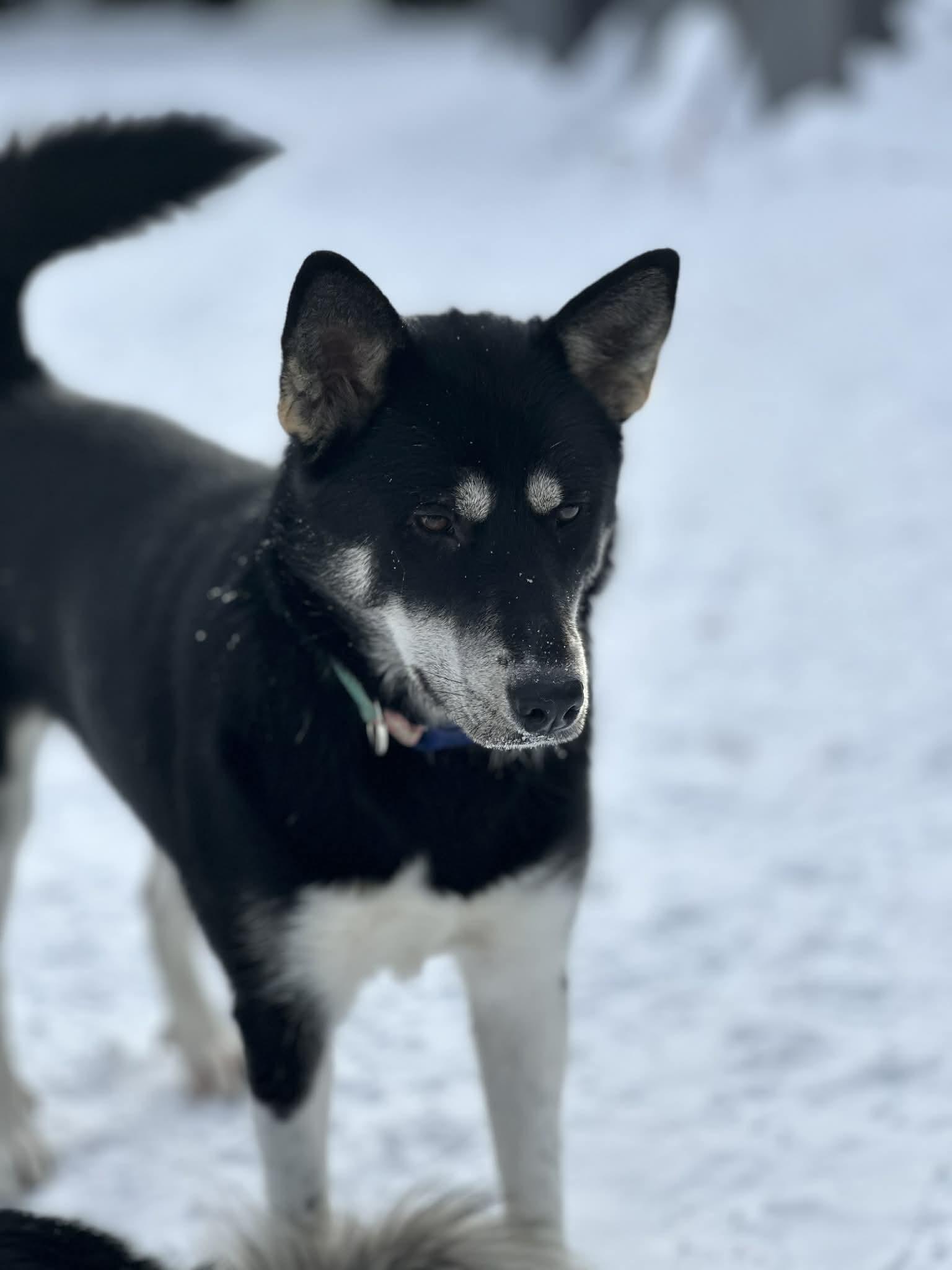Whisky, Adoptable, Young Female Husky.