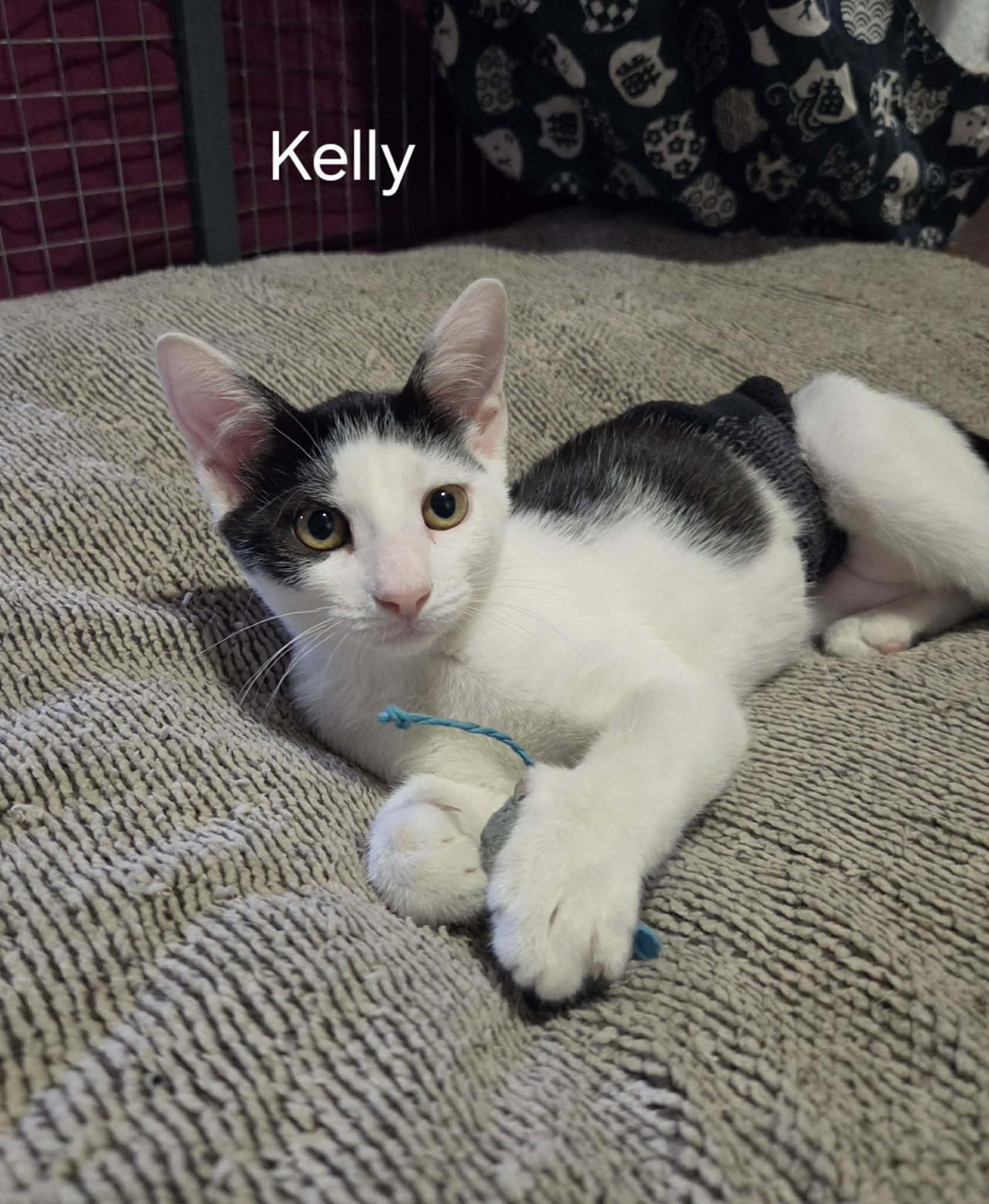 Enlarge Kelly, a Adoptable Domestic Short Hair in Bloomsdale, MO image 2/2