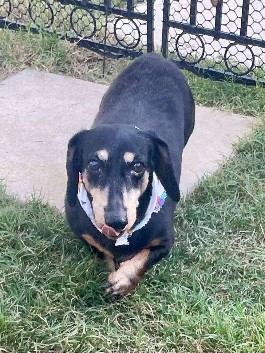 Enlarge Remi ADOPTED TX, a Adopted Dachshund in Texarkana, TX image 9/10