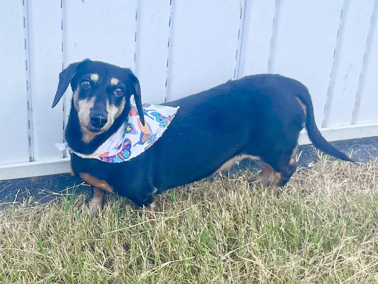 Enlarge Remi ADOPTED TX, a Adopted Dachshund in Texarkana, TX image 7/10