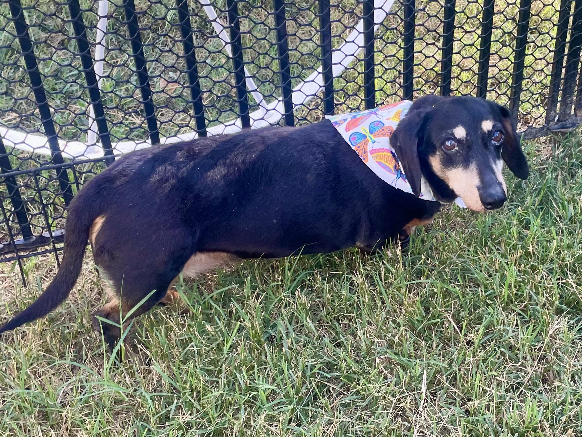 Enlarge Remi ADOPTED TX, a Adopted Dachshund in Texarkana, TX image 8/10