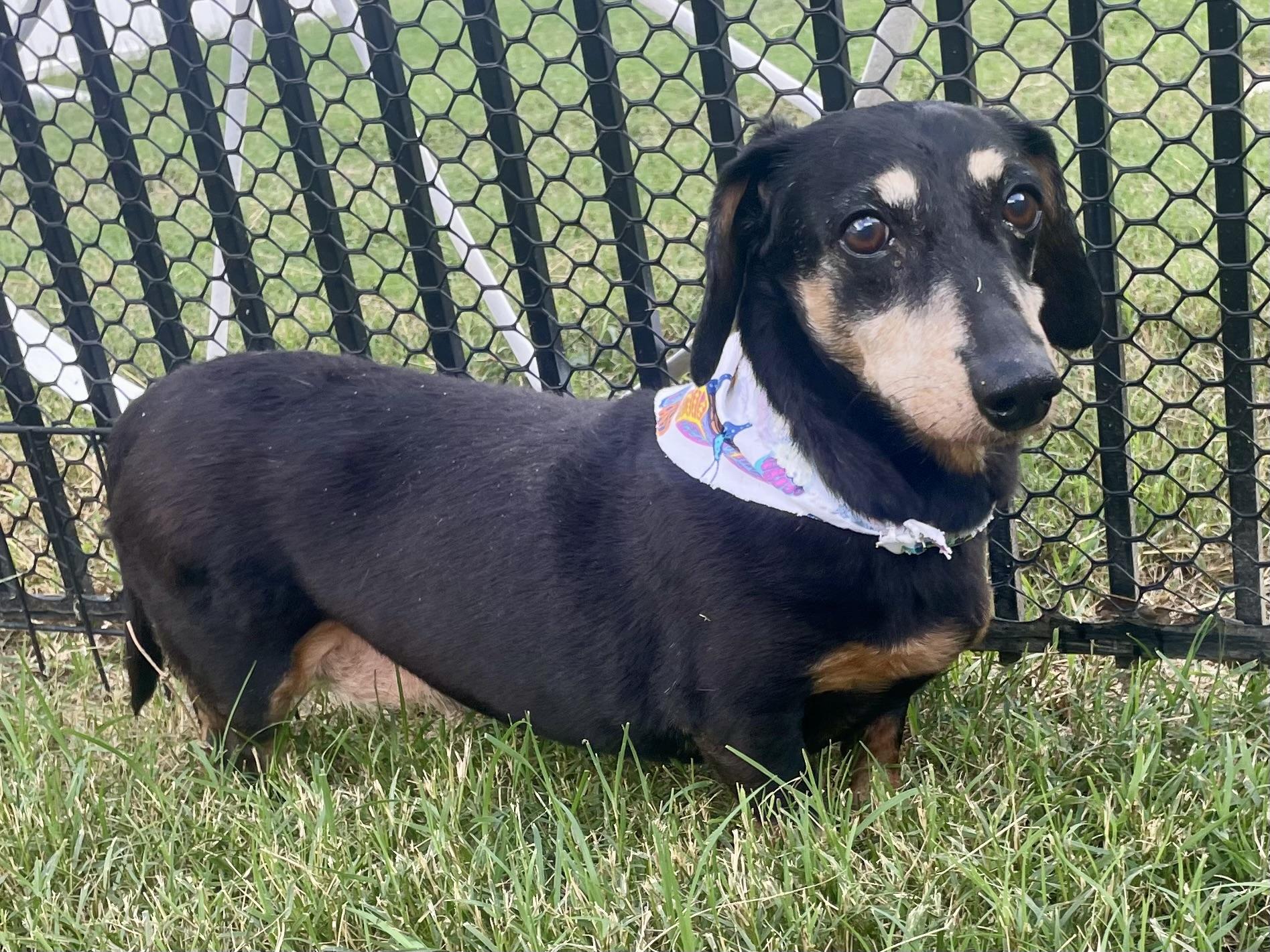 Enlarge Remi ADOPTED TX, a Adopted Dachshund in Texarkana, TX image 10/10