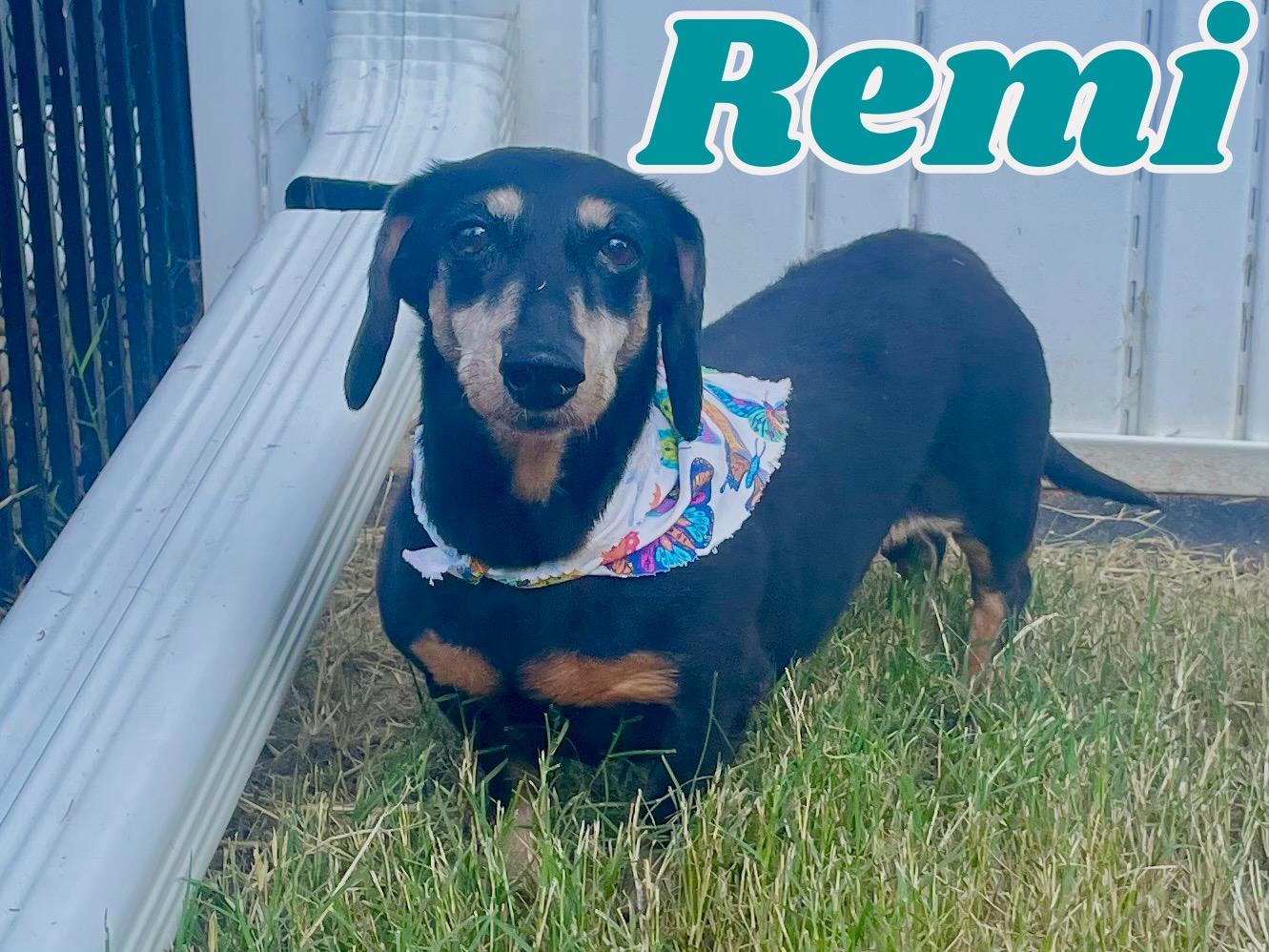 Enlarge Remi ADOPTED TX, a Adopted Dachshund in Texarkana, TX image 5/10