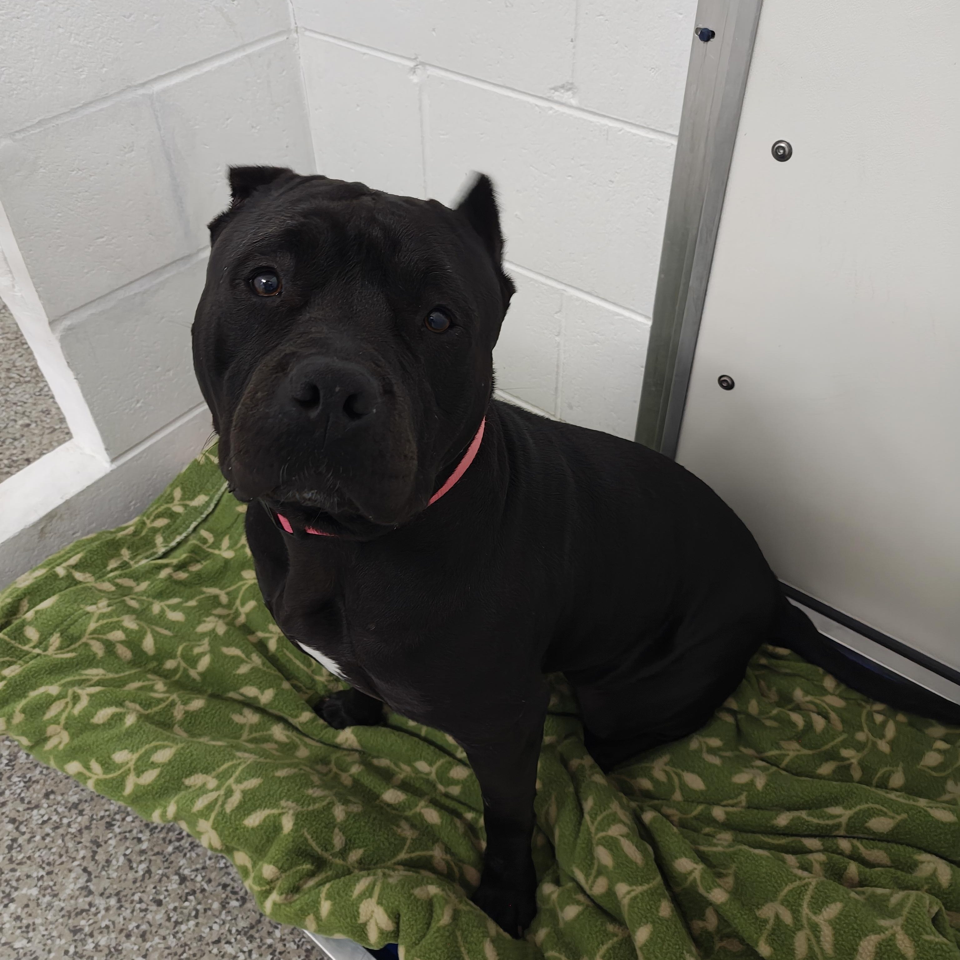 Enlarge Beauty, a Adoptable mixed breed in Oconto, WI image 4/4