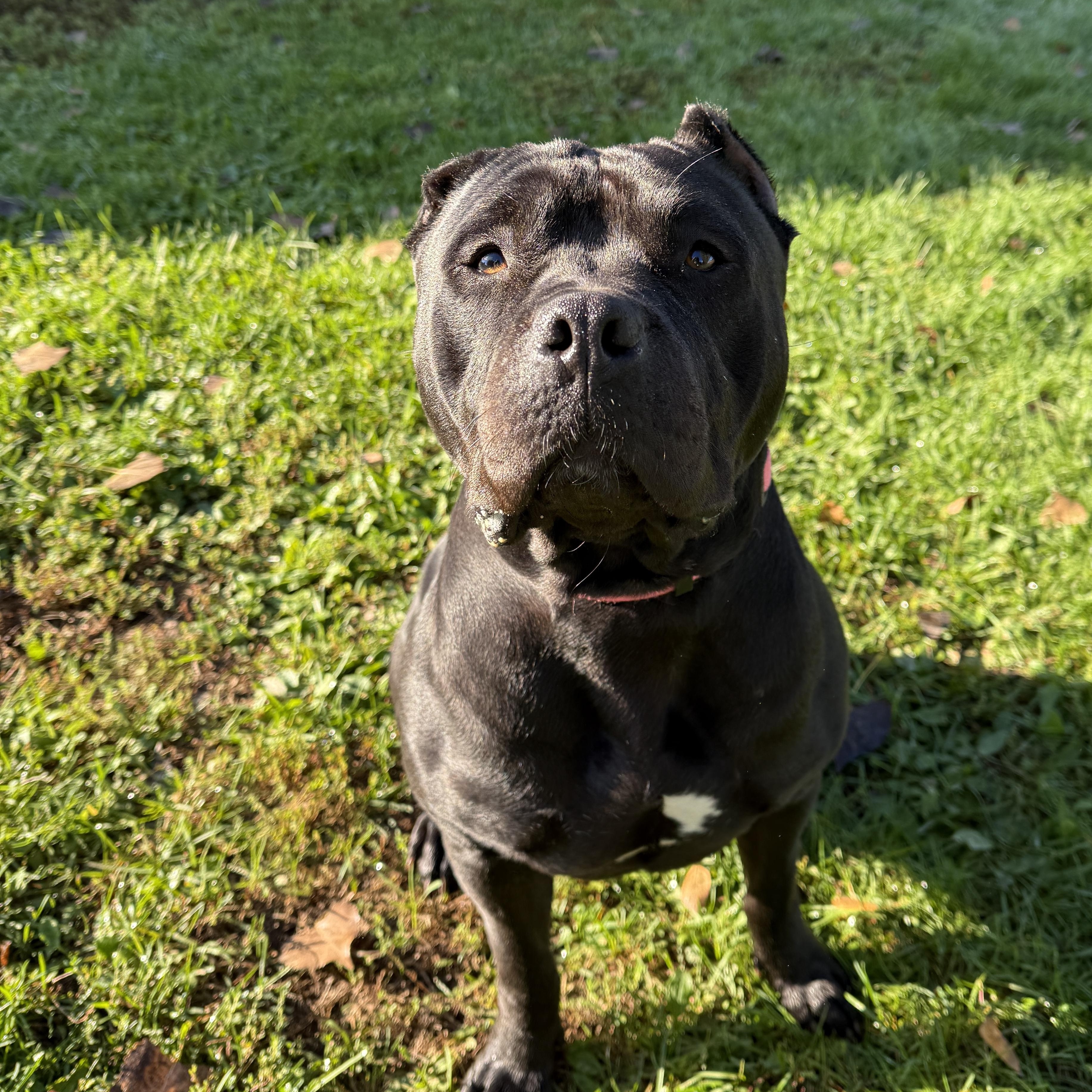 Enlarge Beauty, a Adoptable mixed breed in Oconto, WI image 2/4