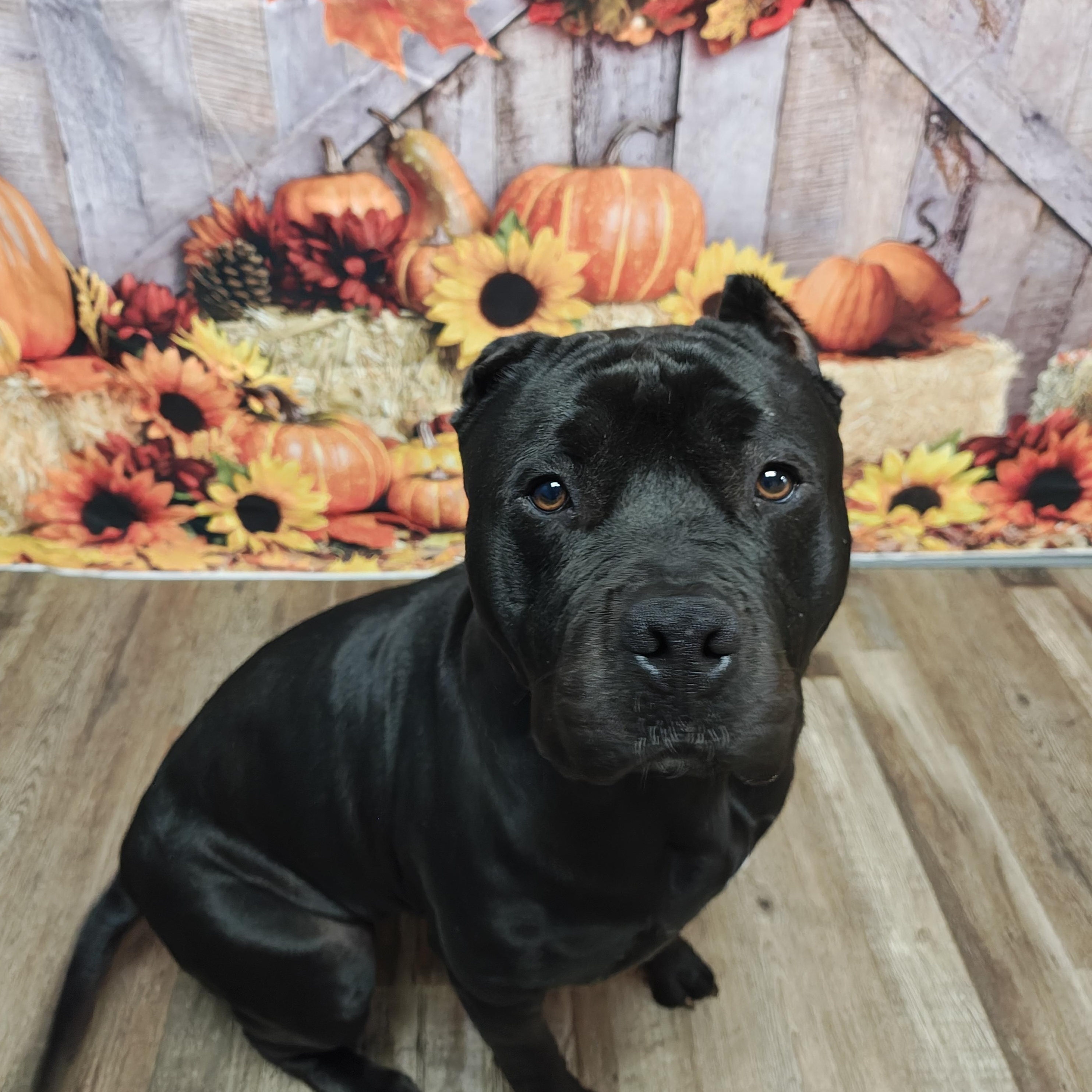 Beauty, Adoptable, Adult Female American Bully & Mixed Breed.