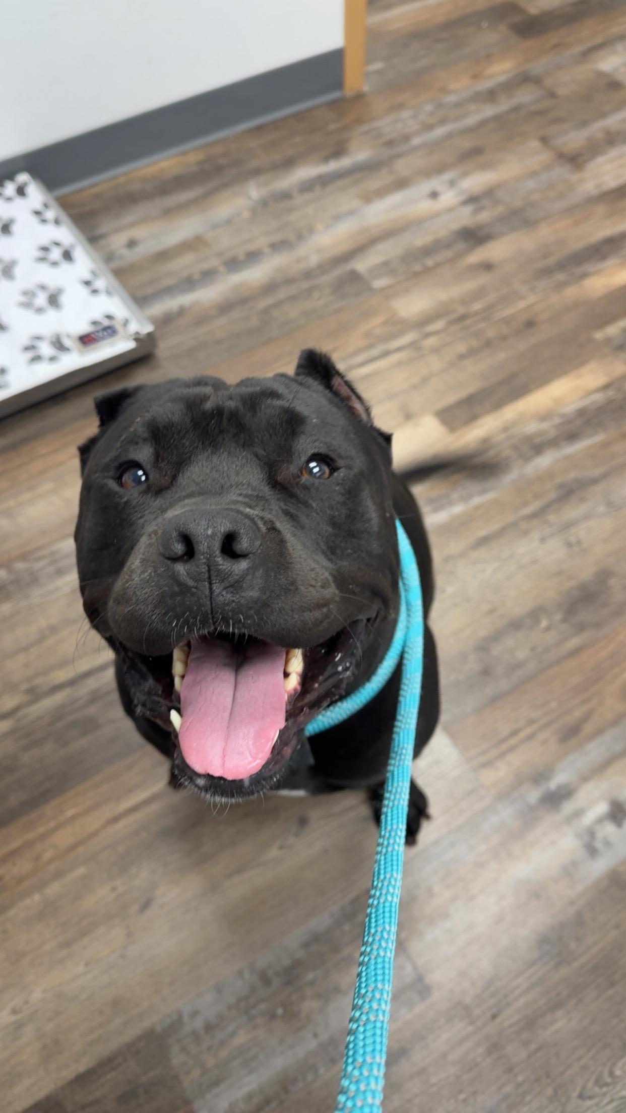 Enlarge Beauty, a Adoptable mixed breed in Oconto, WI image 3/4