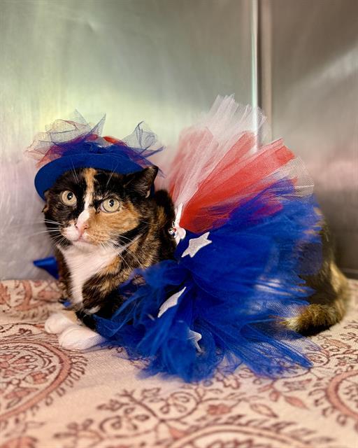 Enlarge OLIVIA, a Adoptable Domestic Short Hair in Fort Walton Beach, FL image 1/1