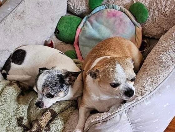 Milo and Rico (Bonded Pair in CT), a Adoptable Chihuahua in Glastonbury, CT image 1/2