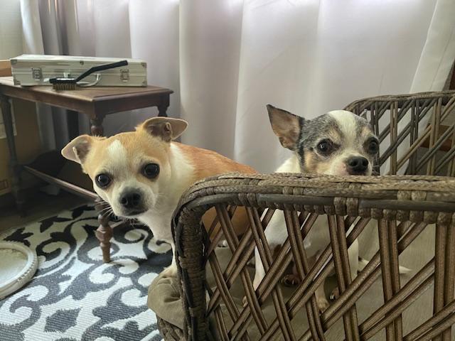 Milo and Rico (Bonded Pair in CT), a Adoptable Chihuahua in Glastonbury, CT image 2/2