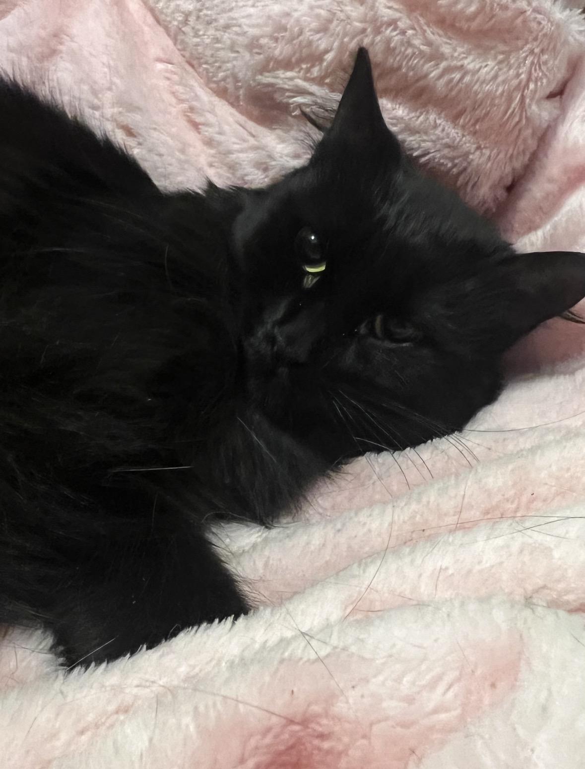 Enlarge Luna ( Fluffy & Sweet), a ADOPTABLE Domestic Medium Hair in Staten island, NY image 2/4