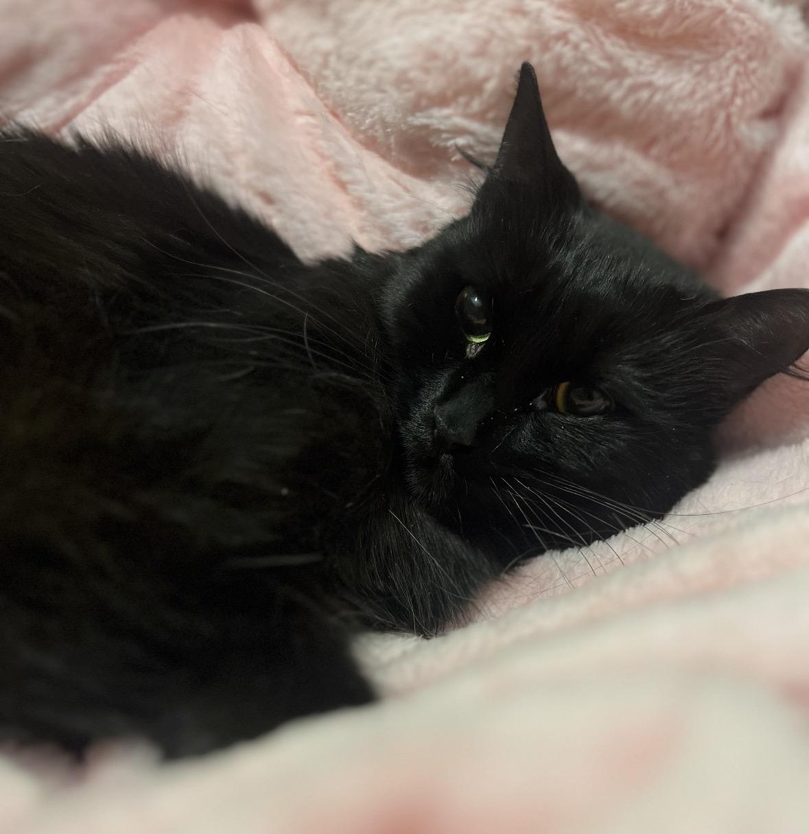 Enlarge Luna ( Fluffy & Sweet), a ADOPTABLE Domestic Medium Hair in Staten island, NY image 3/4
