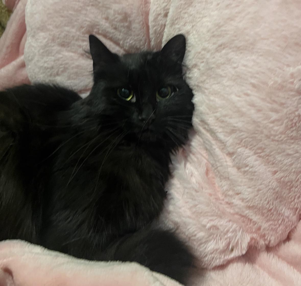 Enlarge Luna ( Fluffy & Sweet), a ADOPTABLE Domestic Medium Hair in Staten island, NY image 1/4