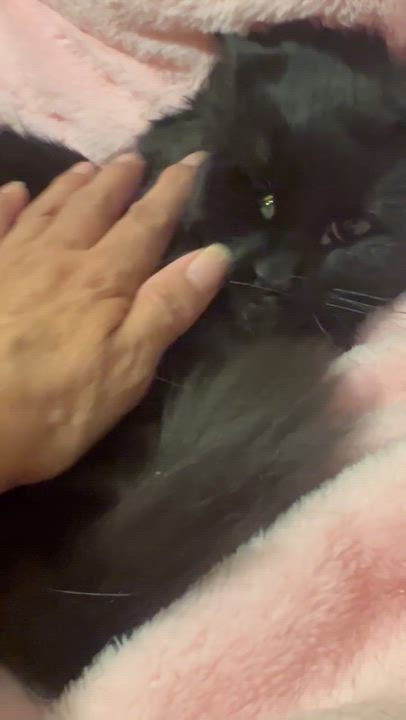 Enlarge Luna ( Fluffy & Sweet), a ADOPTABLE Domestic Medium Hair in Staten island, NY video 4/4