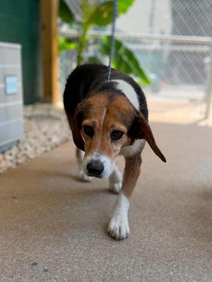 Rumi, Adoptable, Adult Female Mixed Breed.