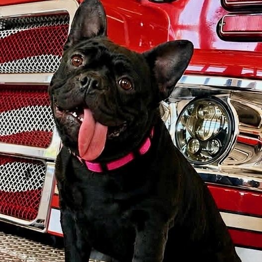 Marnie, a Adoptable French Bulldog in Citrus Heights, CA image 4/6