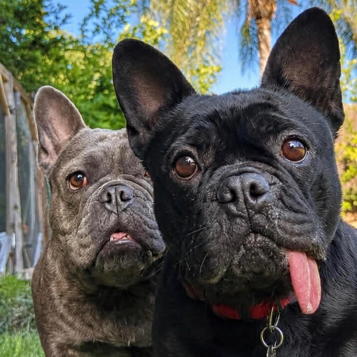 Marnie, a Adoptable French Bulldog in Citrus Heights, CA image 3/6