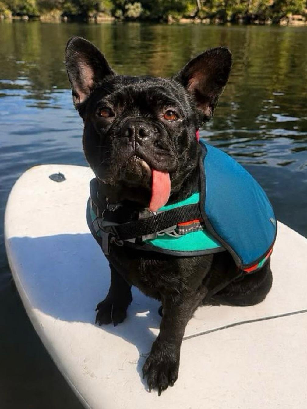 Enlarge Marnie, a Adoptable French Bulldog in Citrus Heights, CA image 6/6