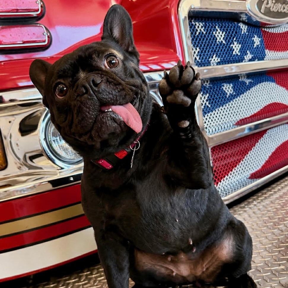 Marnie, a Adoptable French Bulldog in Citrus Heights, CA image 6/6