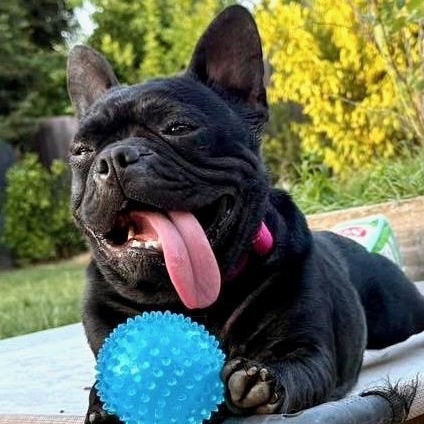Marnie, Adoptable, Adult Female French Bulldog.