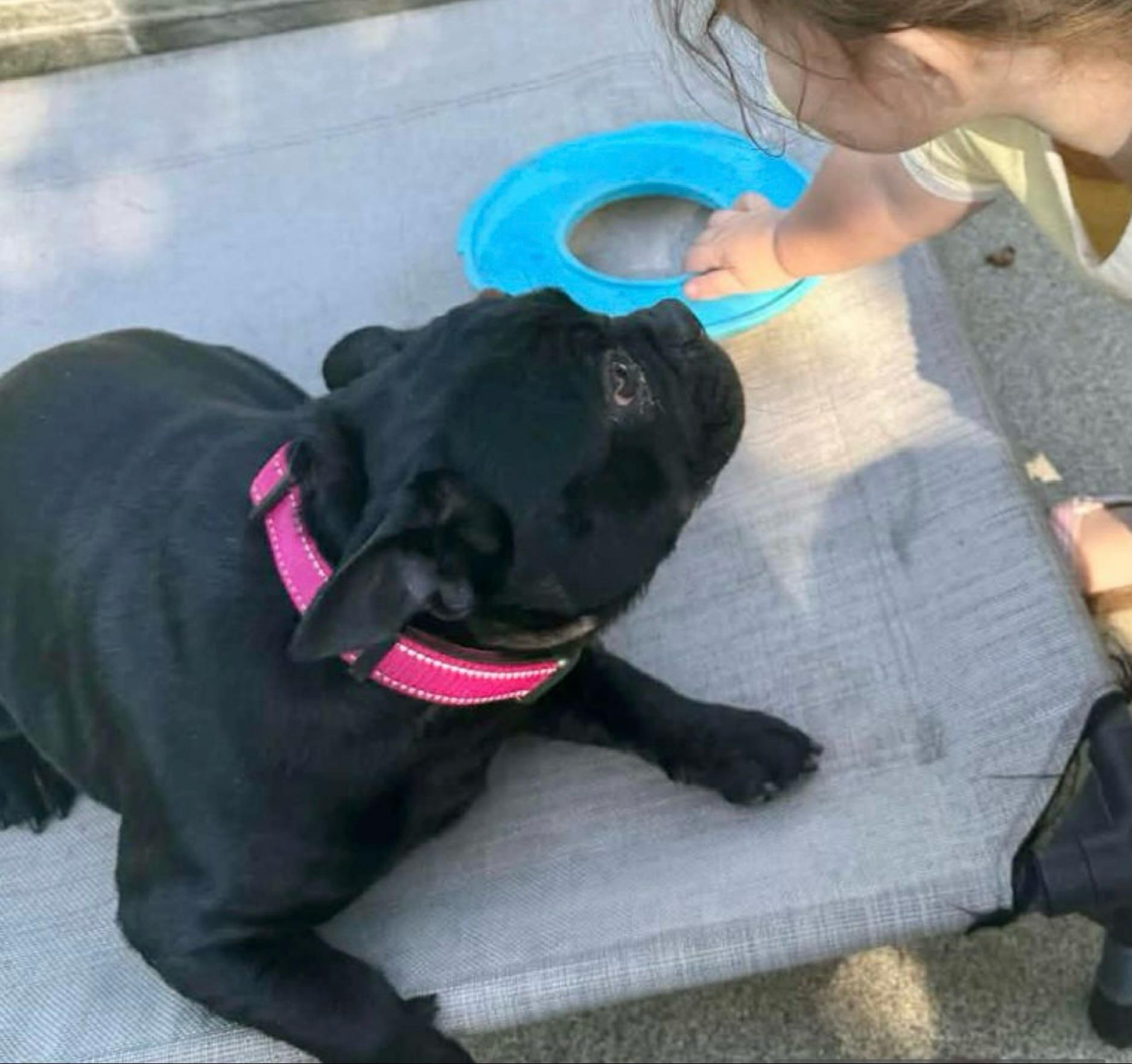 Marnie, a Adoptable French Bulldog in Citrus Heights, CA image 5/6