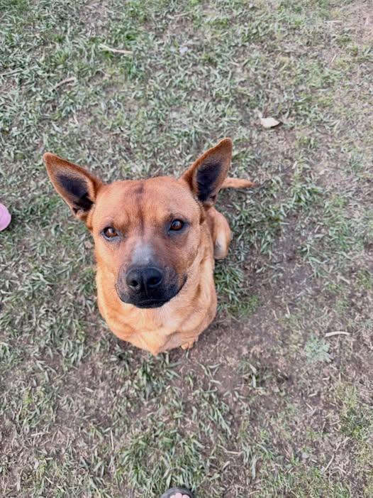 Ruby, ADOPTABLE, Young Female Mixed Breed.