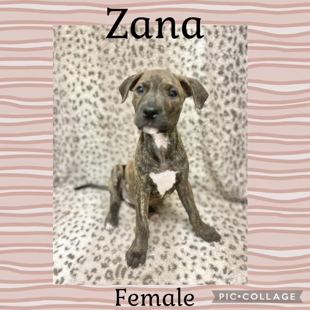 Zana