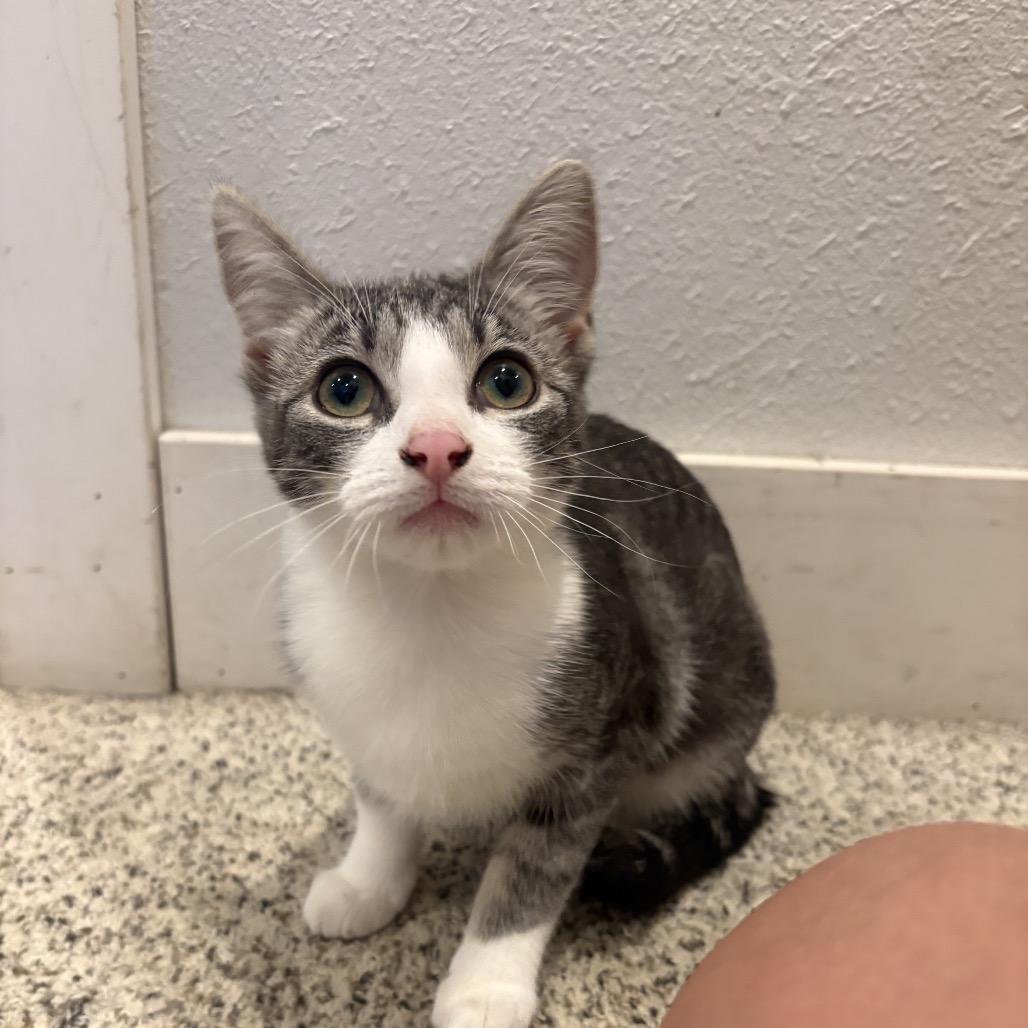 Lily (baby 3), Adoptable, Kitten Female Domestic Short Hair.