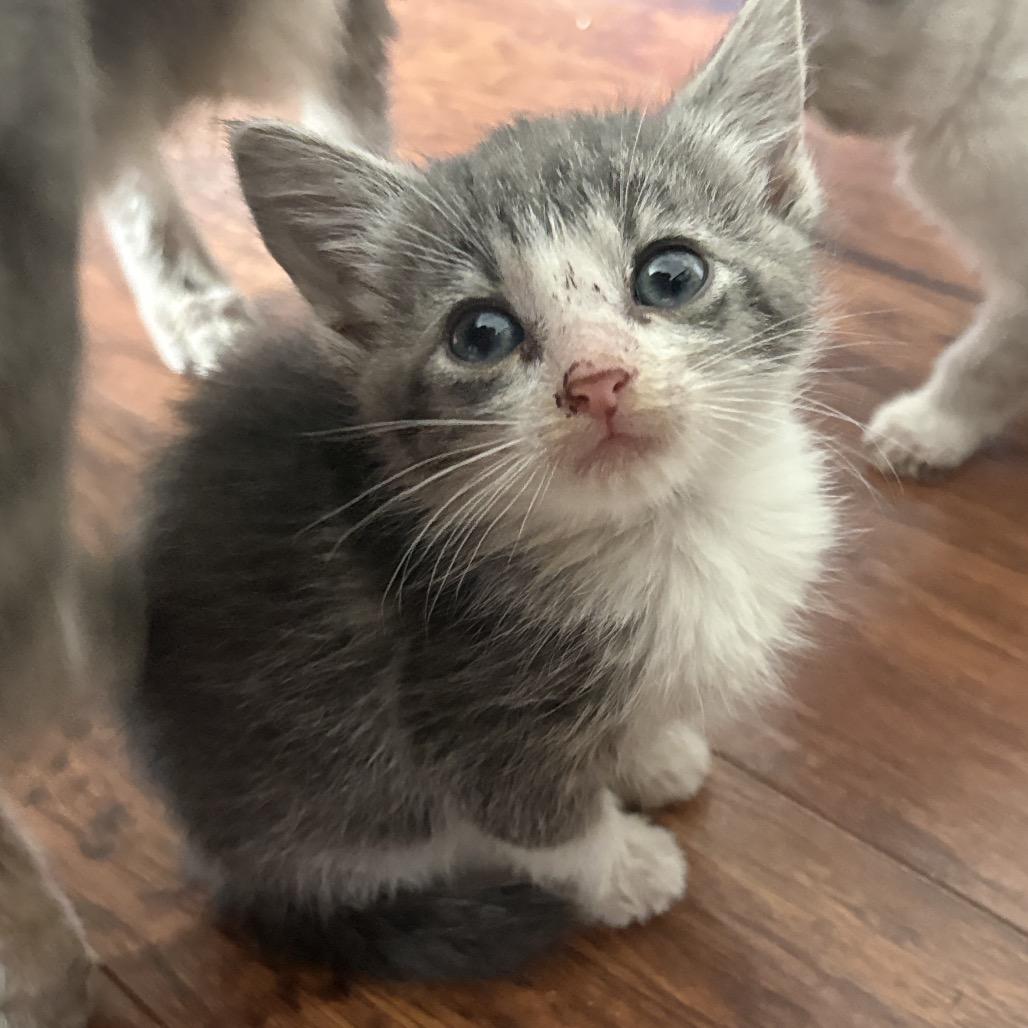 Baby 3, a Adoptable Domestic Short Hair in Ferndale, WA image 2/2