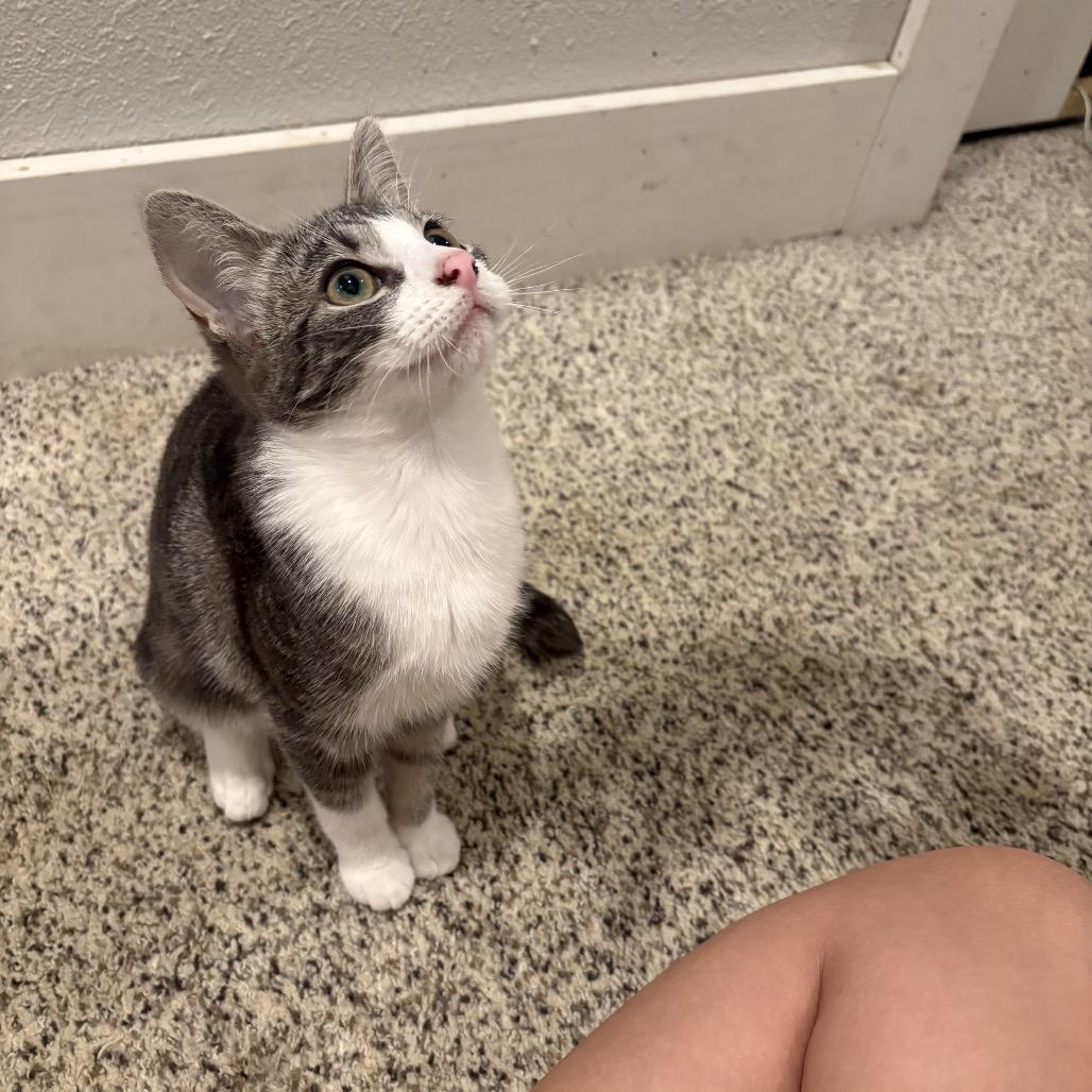 Enlarge Lily (baby 3), a Adoptable Domestic Short Hair in Ferndale, WA image 2/4