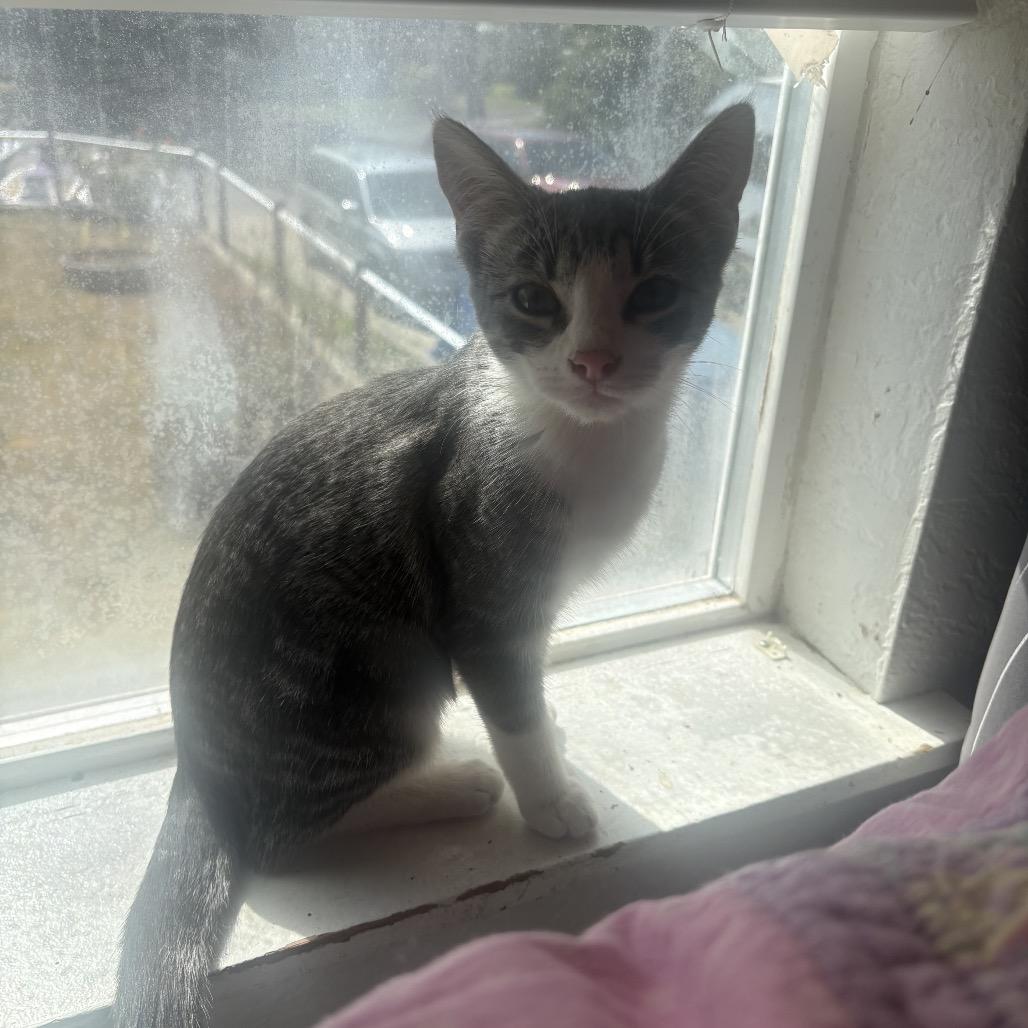 Enlarge Lily (baby 3), a Adoptable Domestic Short Hair in Ferndale, WA image 3/4
