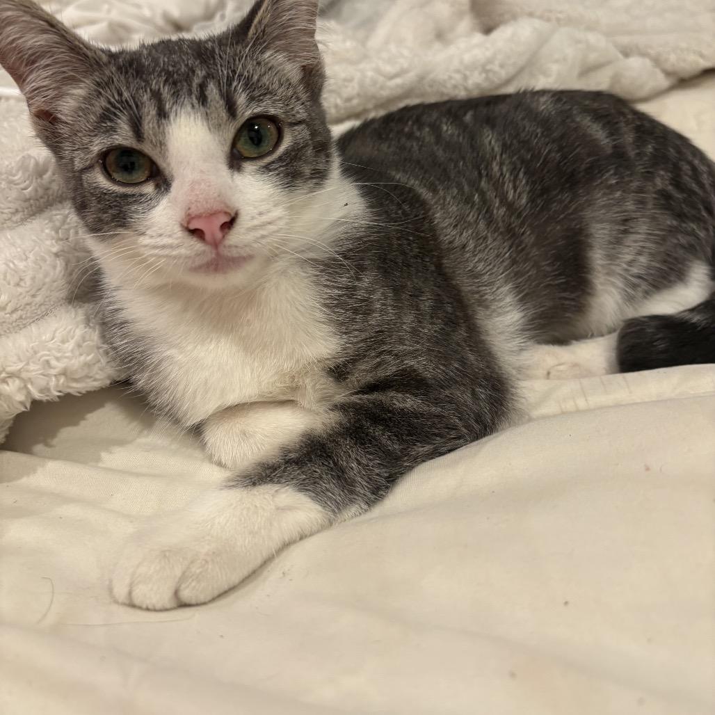 Enlarge Lily (baby 3), a Adoptable Domestic Short Hair in Ferndale, WA image 4/4