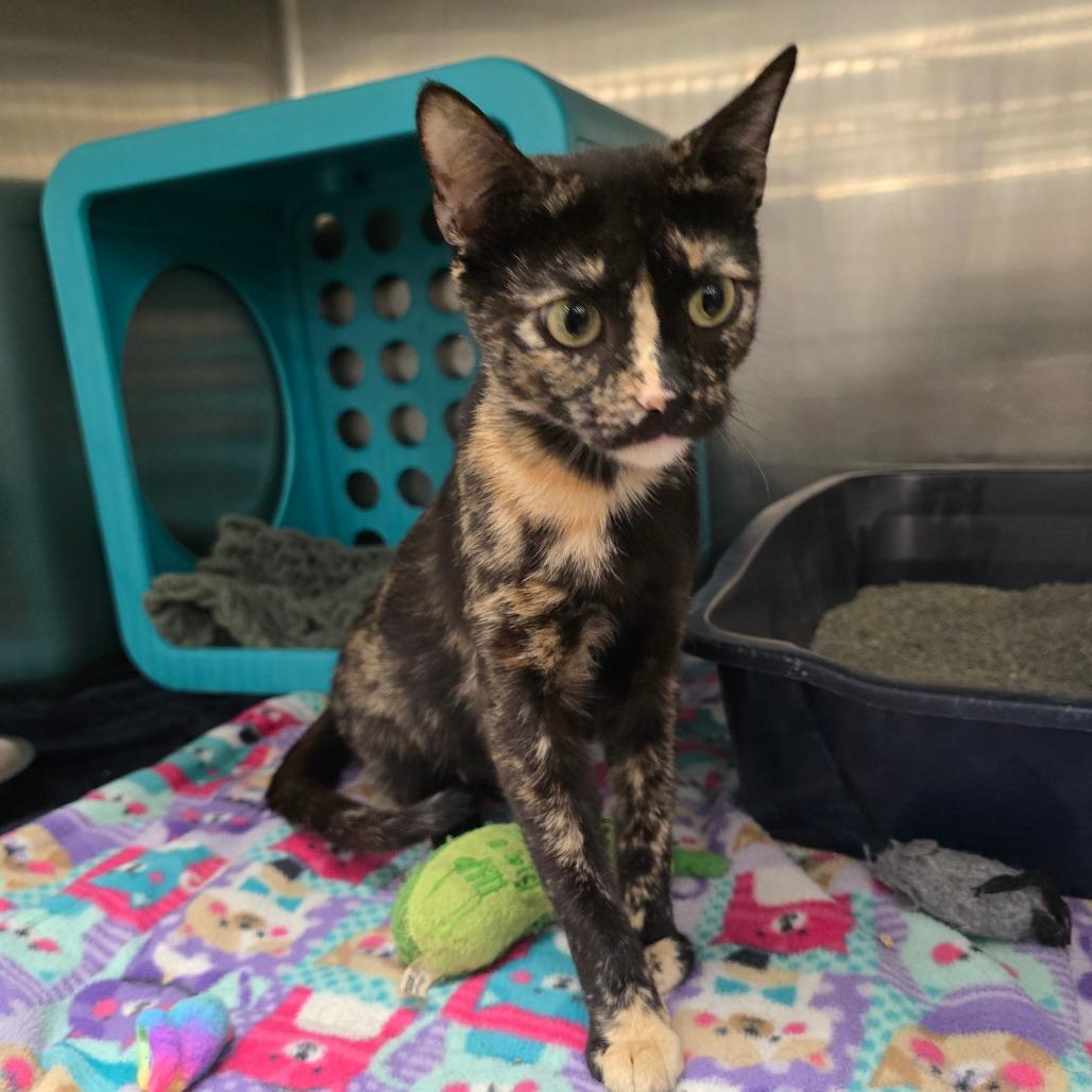 Enlarge Zadie, a Adoptable Domestic Short Hair in Williston, FL image 1/2