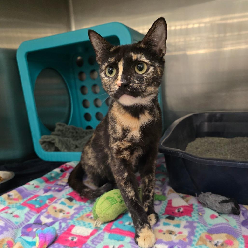 Enlarge Zadie, a Adoptable Domestic Short Hair in Williston, FL image 2/2