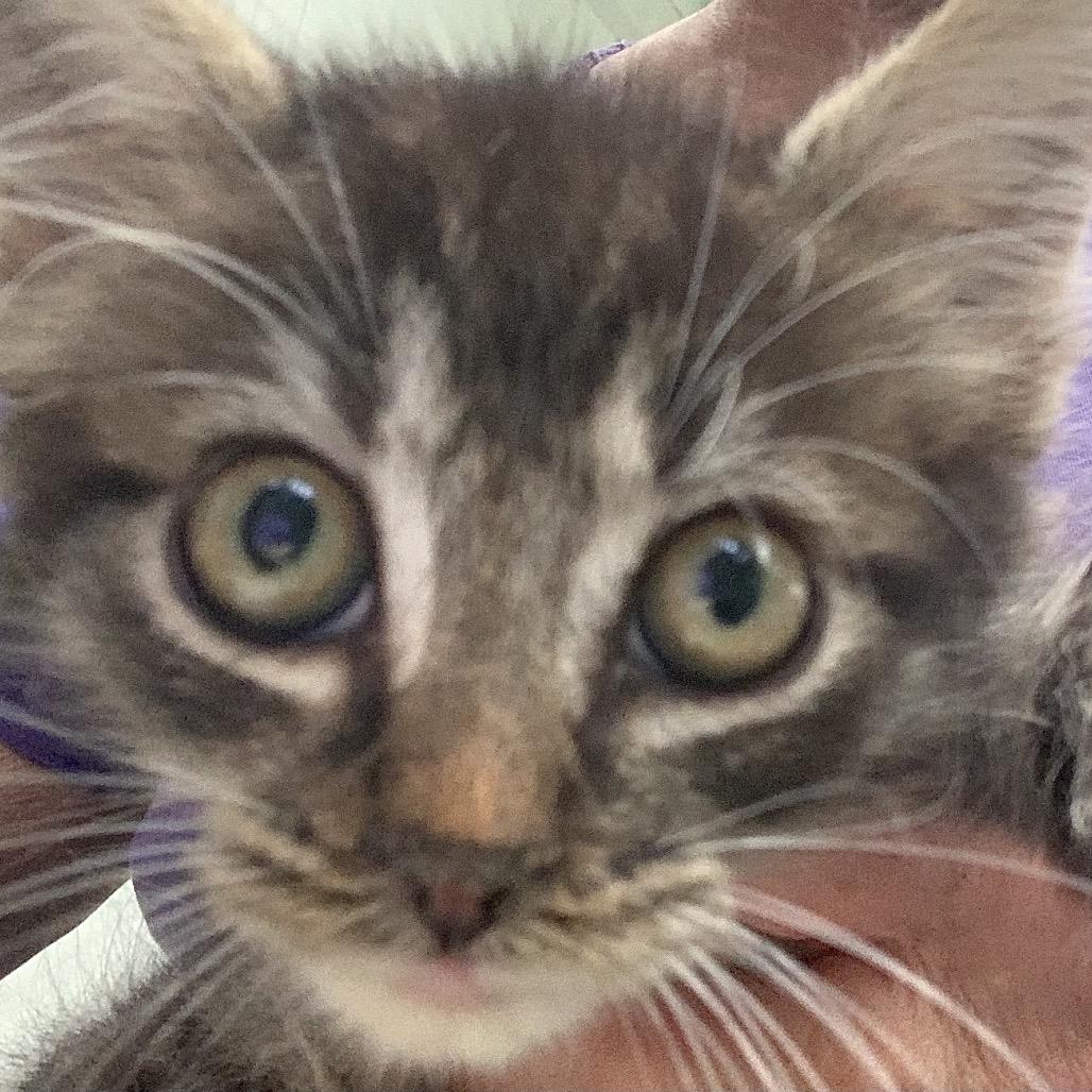 Zander Coha thumbnail 2