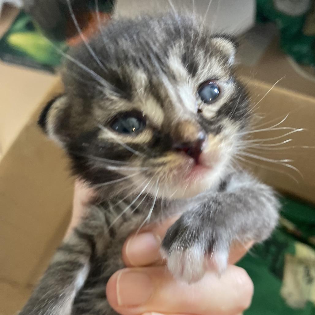 Zander Coha thumbnail 3