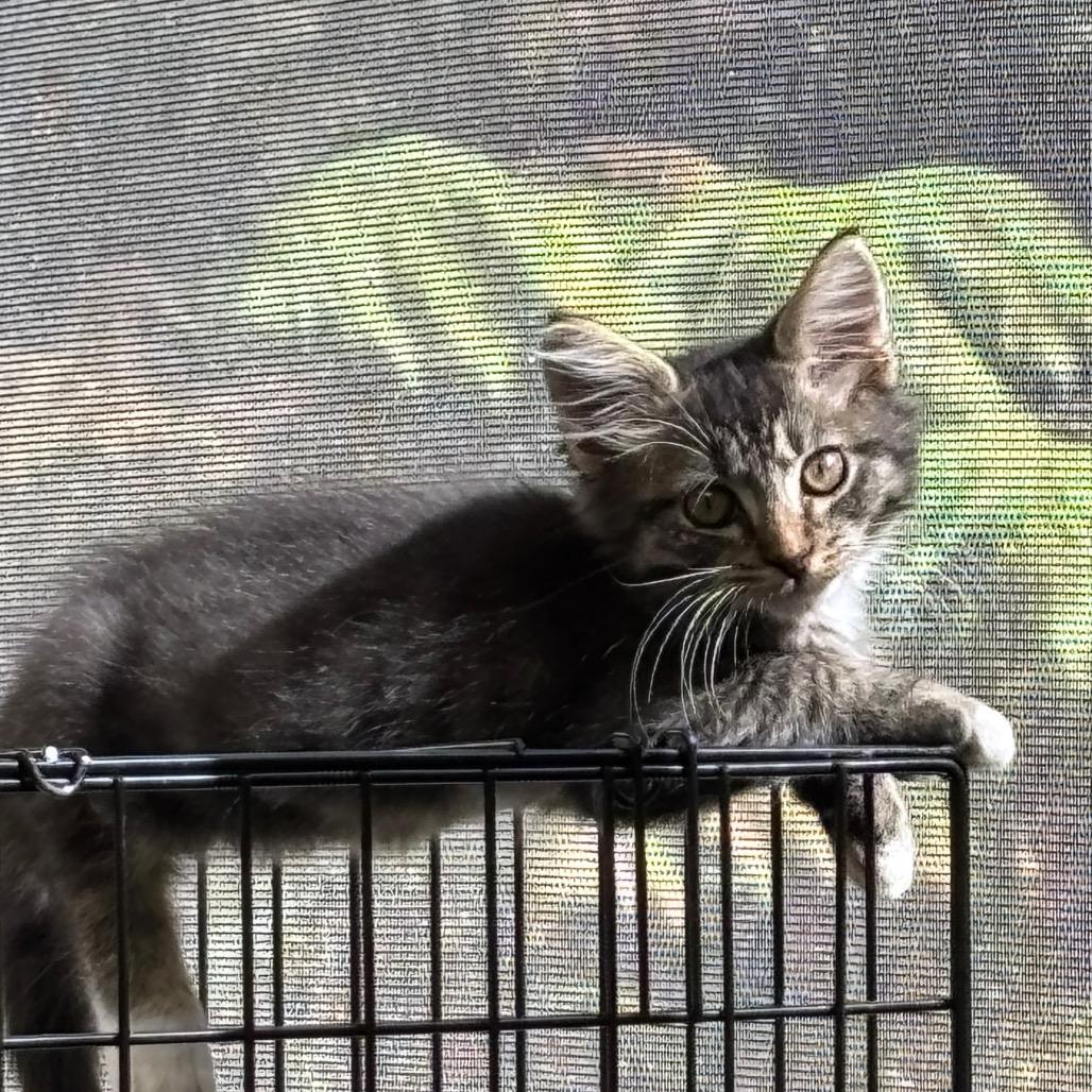 Zander Coha thumbnail 4