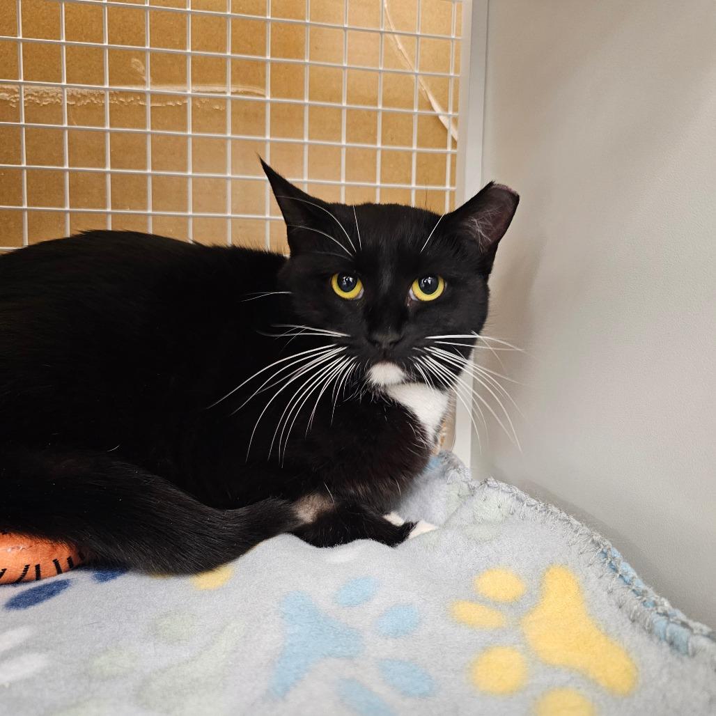 Pepper, Adoptable, Young Female Domestic Short Hair.