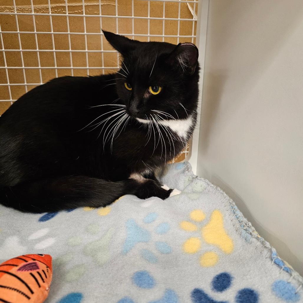 Enlarge Pepper, a Adoptable Domestic Short Hair in Frederick, MD image 2/2