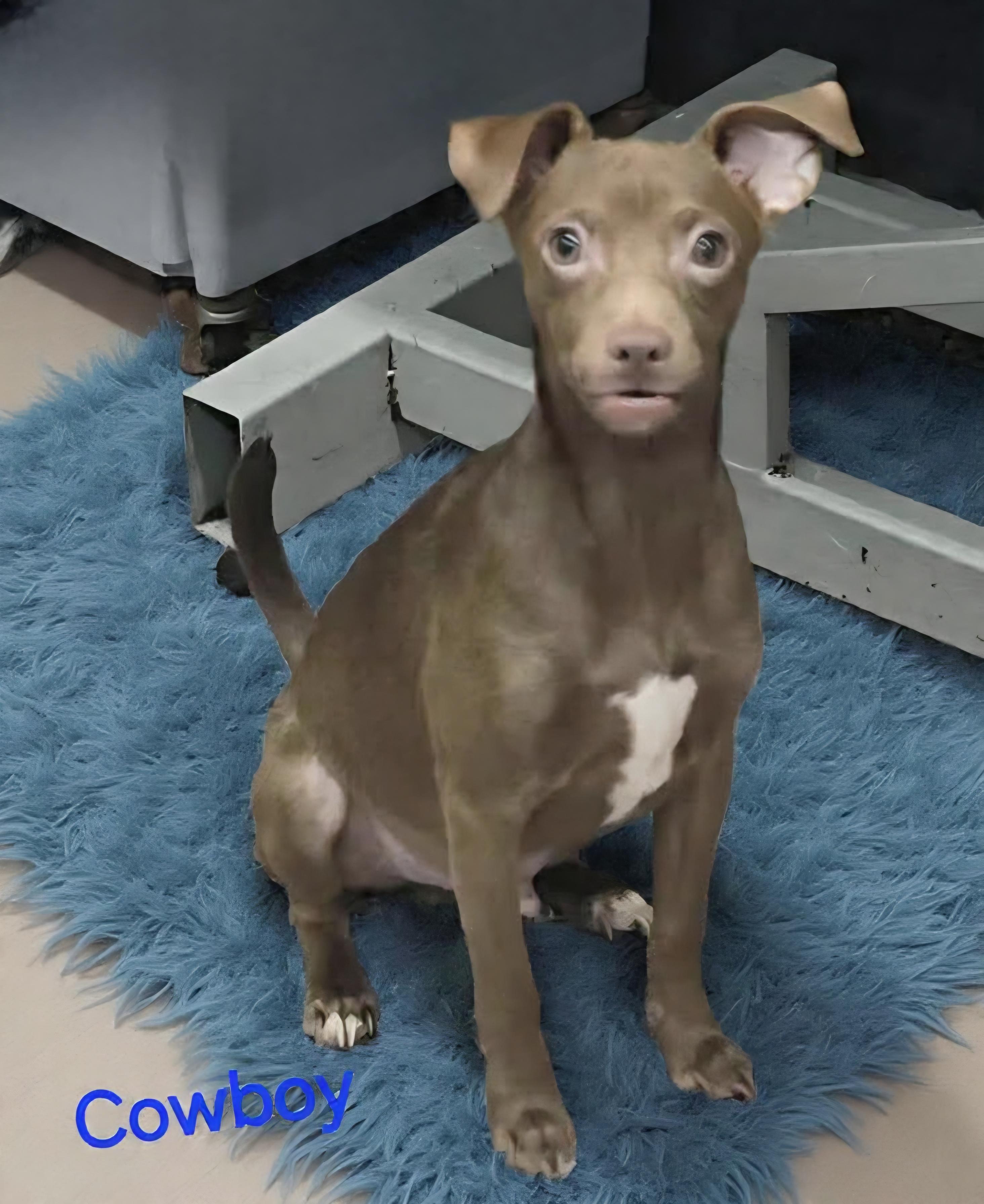 Cowboy, Adoptable, Puppy Male Chihuahua & Rat Terrier.