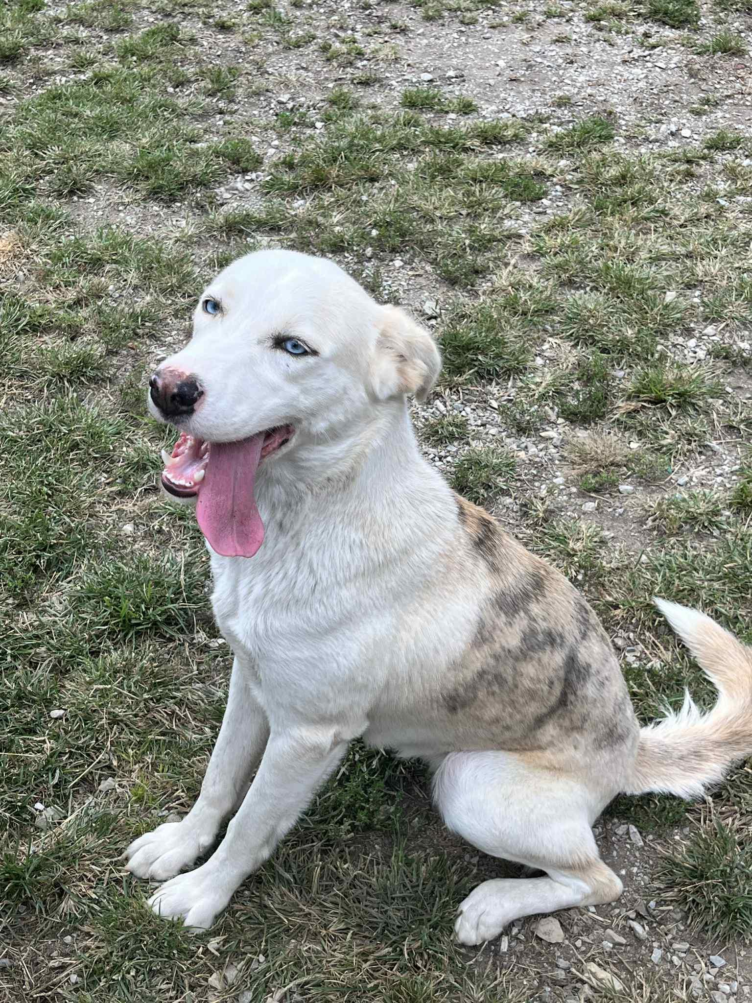 Skye, a Adoptable mixed breed in Chatsworth, GA image 2/3