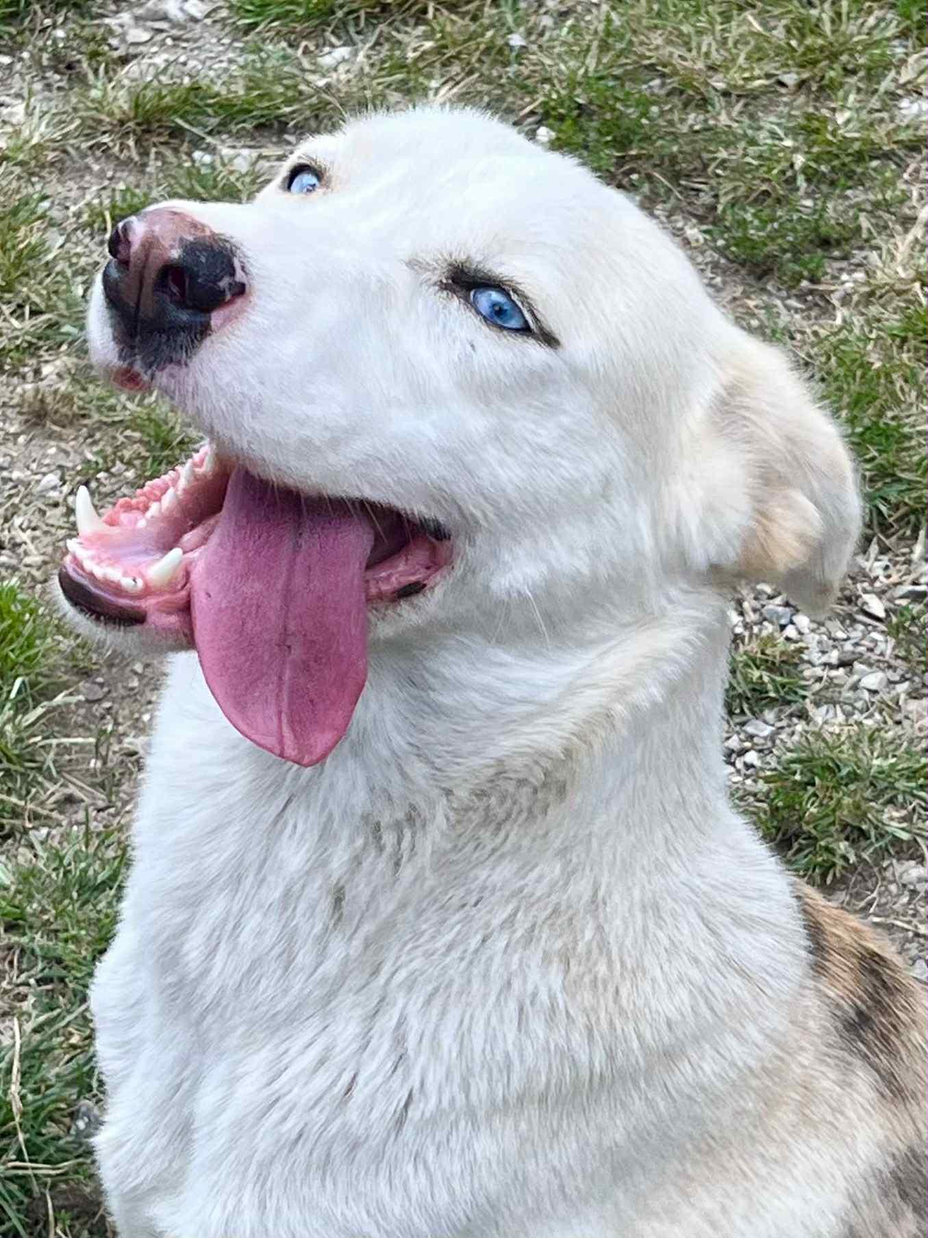 Skye, a Adoptable mixed breed in Chatsworth, GA image 3/3