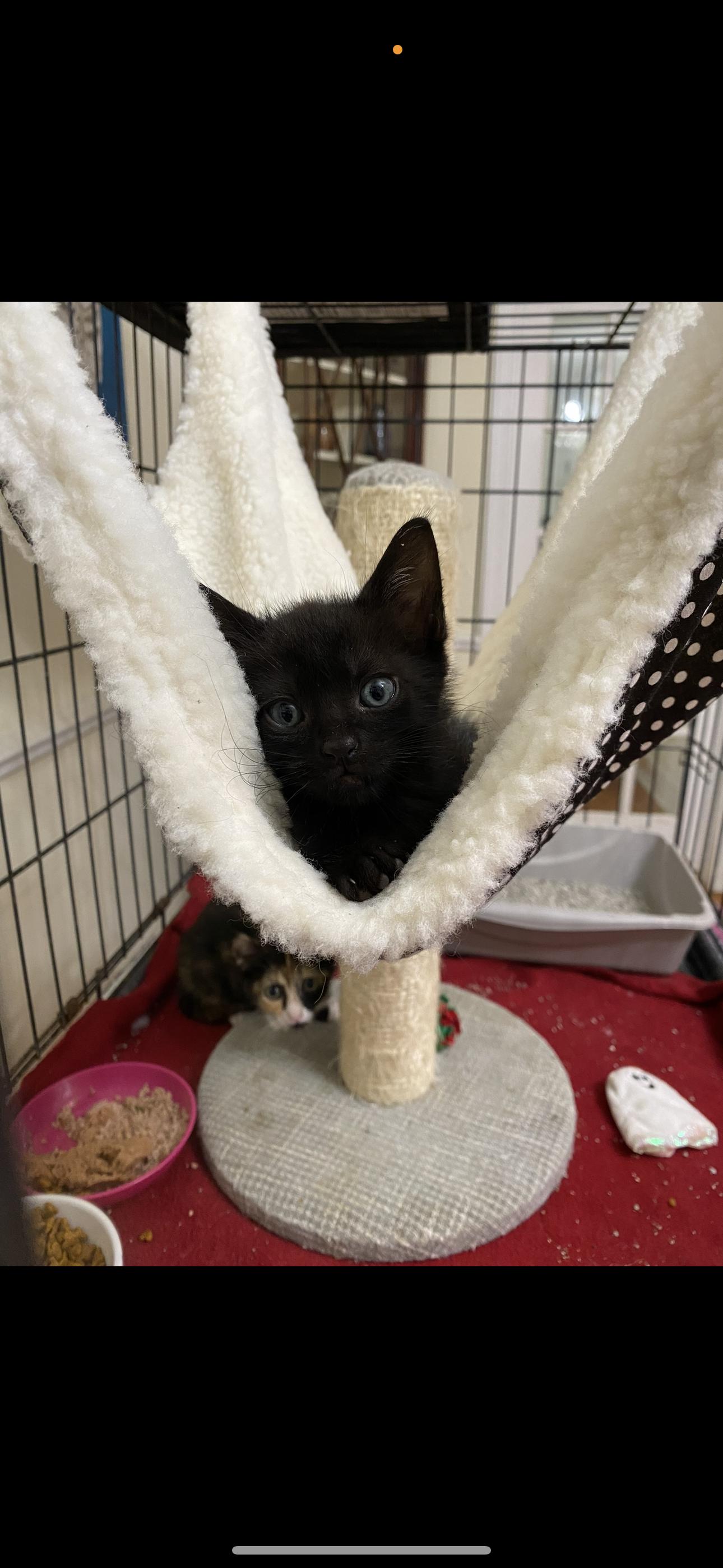 Ryder, Adoptable, Young Male American Shorthair.