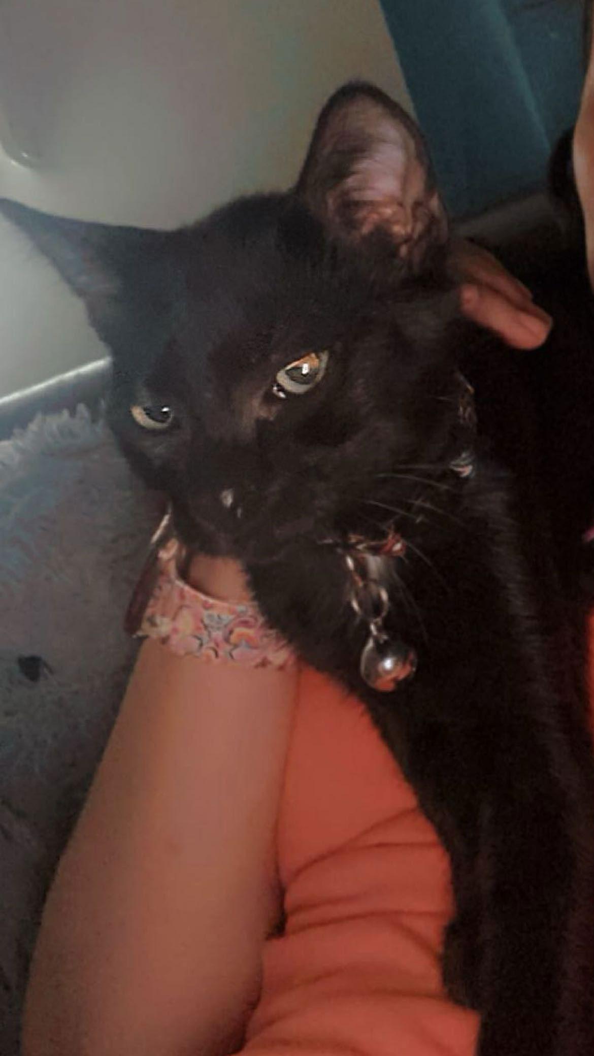 Enlarge Ryder, a Adoptable American Shorthair in York, SC image 2/3