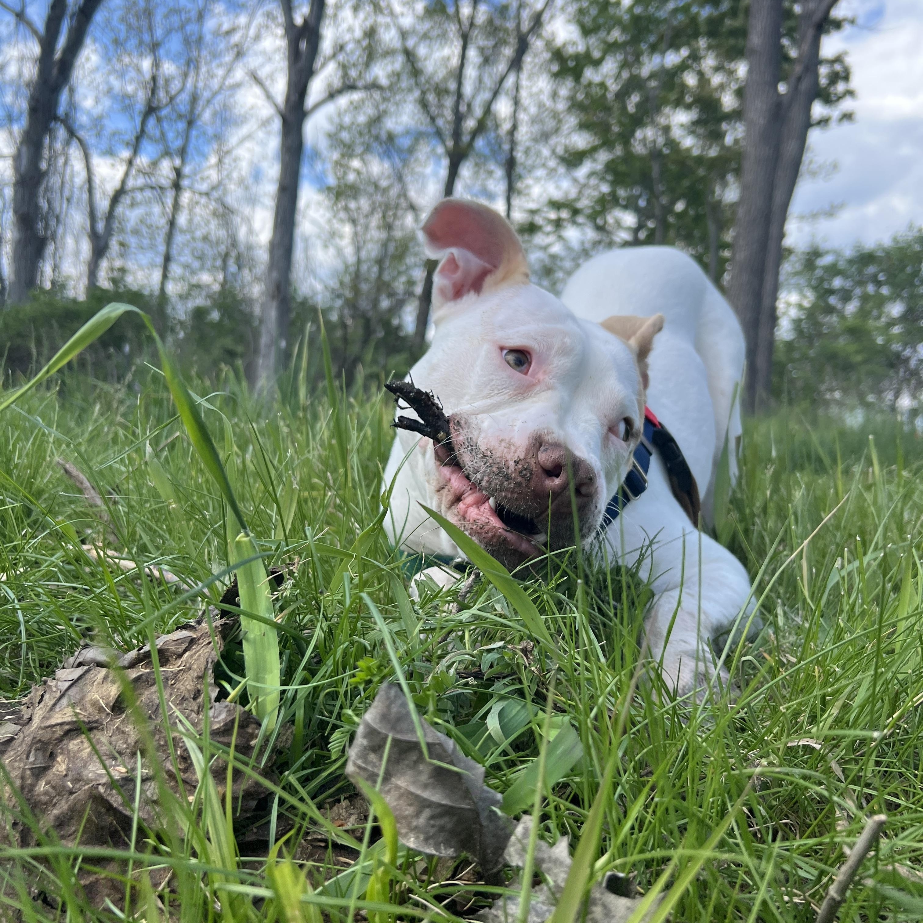Enlarge Tyson, a ADOPTABLE mixed breed in New York, NY image 6/6