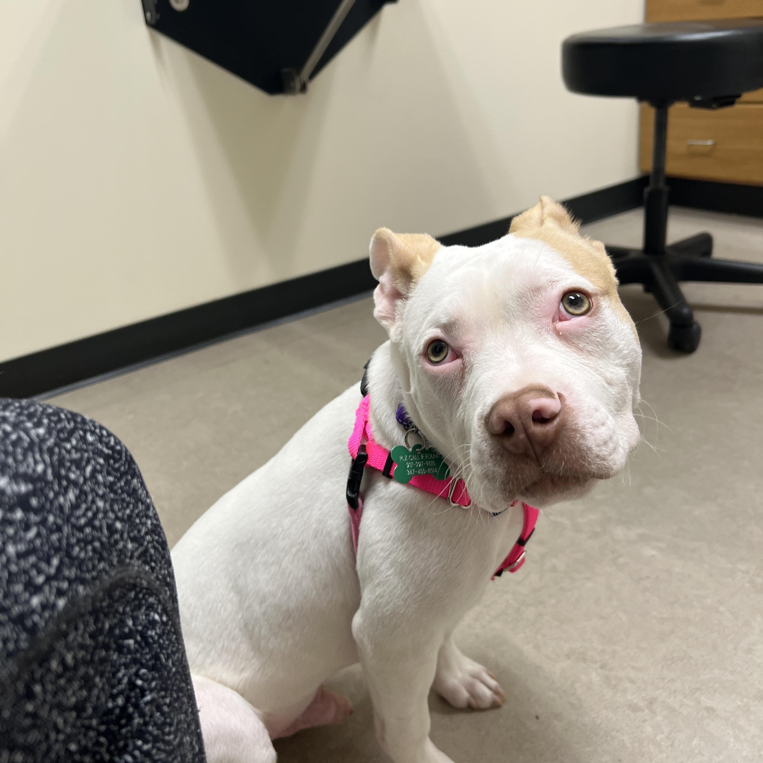 Enlarge Tyson, a ADOPTABLE mixed breed in New York, NY image 4/6